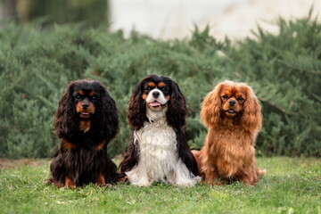Three cute cavalier king charles spaniel dogs sitting outdoors at summer. Portrait of pets at nature.	