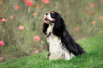 Portrait of happy smiling cavalier king charles spaniel sitting at green grass