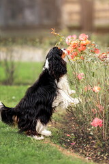 Portrait of tricolor cavalier king charles spaniel sniffing flowers at nature