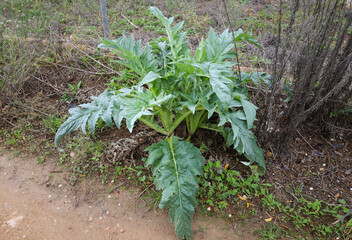 Cynara Cardunculus, thistle plant in the countryside