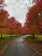 autumn in the park