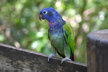 Blue-headed parrot, blue-headed pionus (Pionus menstruus), perched on fence with sweet or curious expression and forest setting