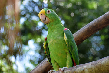 Red-shouldered macaw (Diopsittaca nobilis) perched on tree branch in jungle setting with curious expression on face. 