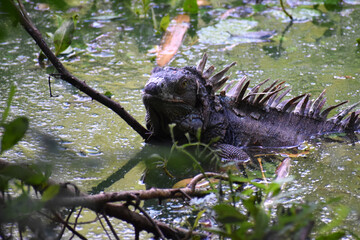 Green iguana, common iguana (Iguana iguana), prowling through a swamp in the shadows looking like a dinosaur 