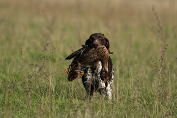 Hound hunting