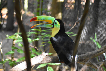 Keel-billed toucan (Ramphastos sulfuratus) with mouth open, laughing, calling at Aviario Nacional de Colombia in Cartagena