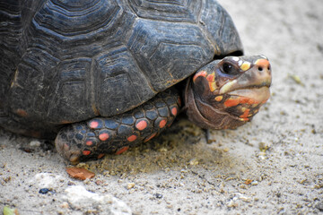 Close up of red footed tortoise face looking annoyed at Aviario Nacional de Colombia in Cartagena