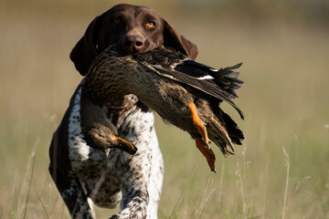 Hound hunting