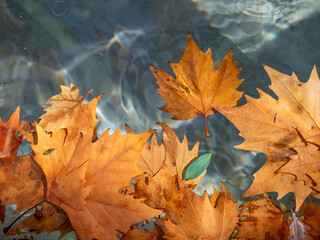 Autumn background: dry leaves floating in the clear water of a pond
