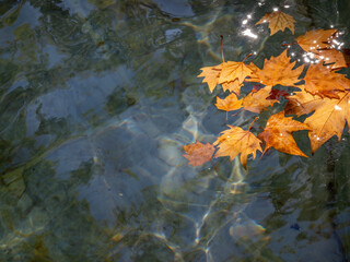 Autumn background: dry leaves floating in the clear water of a pond