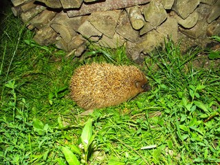 Obraz premium A young hedgehog explores a rural garden at night