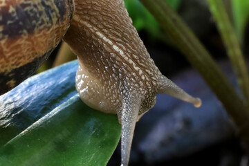 
Macro photography of a snail eating a green leaf. Closeup detail of invertebrate animal. Garden pest. Dark background with copy space.