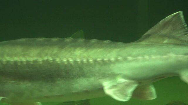 Close-up of beluga sturgeon (Huso huso) swimming underwater