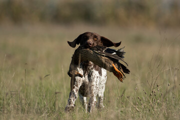 Hound hunting