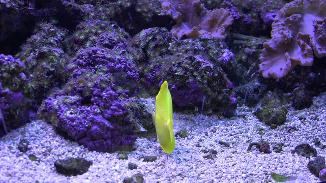 The yellow tang (Zebrasoma flavescens) reef fish
