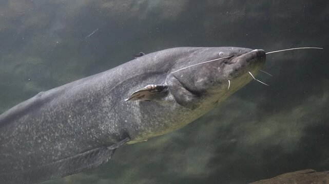 Wels catfish (Silurus glanis) underwater