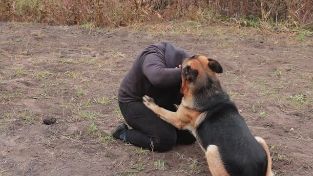 Beautiful black and red male German Shepherd in nature. Training of large breed dogs. A male German shepherd bites a man.