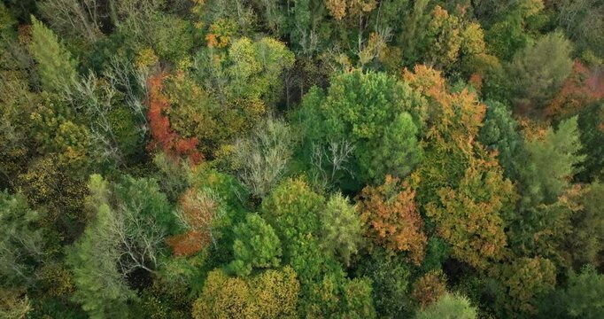 Aerial shot of treetops in a forest