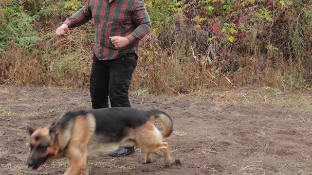 tongue, jaw, german shepherd, dog breed, herding, guard, intelligent, loyalty, devotion, trainability, protector, police rescue, training, active, muscular, long coat, german shepherd dog, aggression,