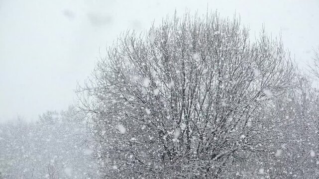 Heavy snowfall over a tree