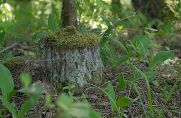 a stump covered with green moss