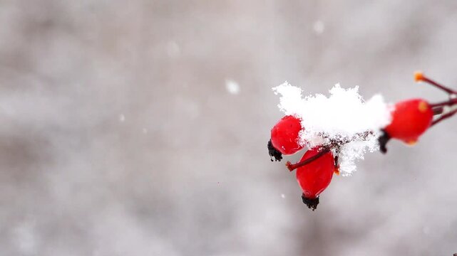 Detail of snow falling on rose hips in winter