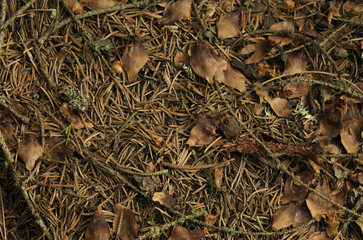 dry needles of the Christmas tree top view