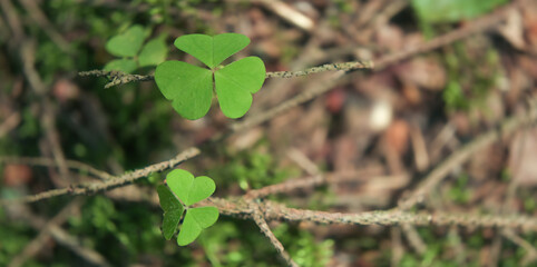 Each clover leaf has distinctive trifoliate shape painting landscape with emerald hue