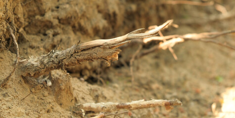 roots of pine sticking out of the ground