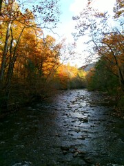 Autumn Leaves on the River