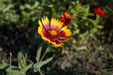 Close-up of a blooming Gaillardia flower with vivid red and yellow petals against a natural green background