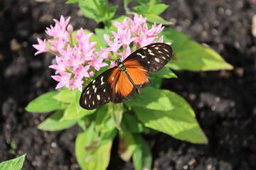 close-up orange, black and light yellow butterfly on light purple flowers against light green leaves