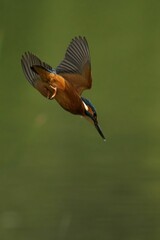 Vibrant kingfisher soars through the air