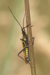 Slender, elongated insect with long antennae clings to a brown stem