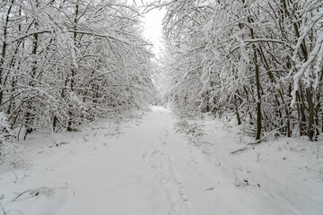 Obraz premium A snowy forest with trees covered in snow. The trees are bare and the snow is deep. The scene is peaceful and serene. Germany.