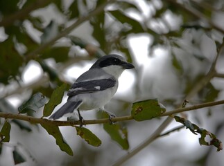 lanius in the branch