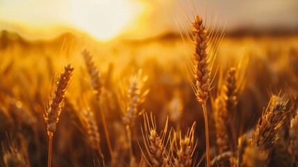 Obraz premium Golden wheat field, sunset casting golden hues