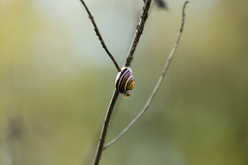 Nahaufnahme einer Schnecke
