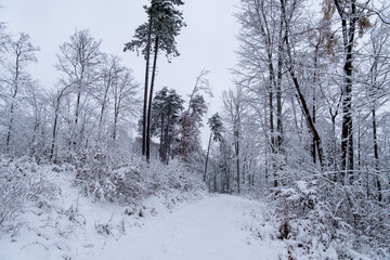 A snowy forest with trees covered in snow. The trees are bare and the snow is deep. The scene is peaceful and serene. Germany.