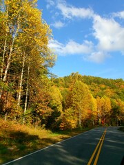 Road in Autumn Forest