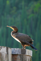 Image of a Cormoran (Phalacrocorax) seabird, sitting on a wooden pile