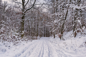 A snowy forest with trees covered in snow. The trees are bare and the snow is deep. The scene is peaceful and serene. Germany.