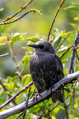 European Starling (Sturnus vulgaris) – Commonly found across Europe and Asia, Bull Island sighting