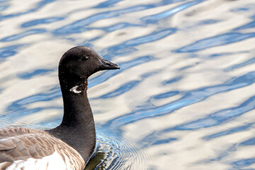 Brent Goose (Branta bernicla) in Flight – Commonly found in coastal regions, Bull Island, Ireland