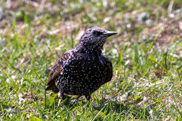 European Starling (Sturnus vulgaris) – Commonly found across Europe and Asia, Bull Island sighting