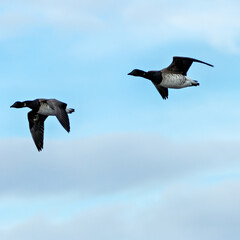 Brent Goose (Branta bernicla) in Flight – Commonly found in coastal regions, Bull Island, Ireland