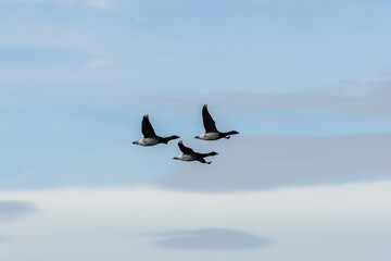 Brent Goose (Branta bernicla) in Flight – Commonly found in coastal regions, Bull Island, Ireland