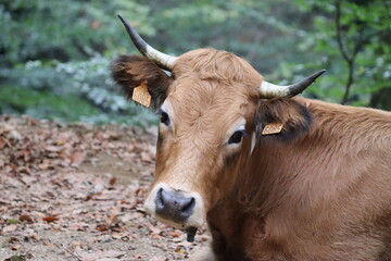 portrait de vache