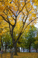 Fototapeta premium autumn forest, tall dreves with yellow foliage