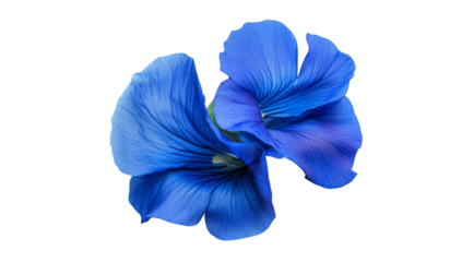 Butterfly pea blue flower, isolated